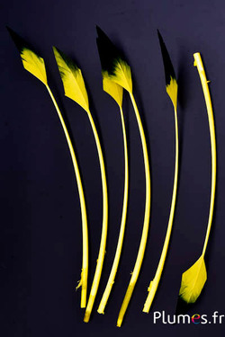 Cygne flèche - 28-33 cm - jaune-noir